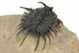 Spectacular Spiny Odontopleurid (Proceratocephala) Trilobite #241206-3